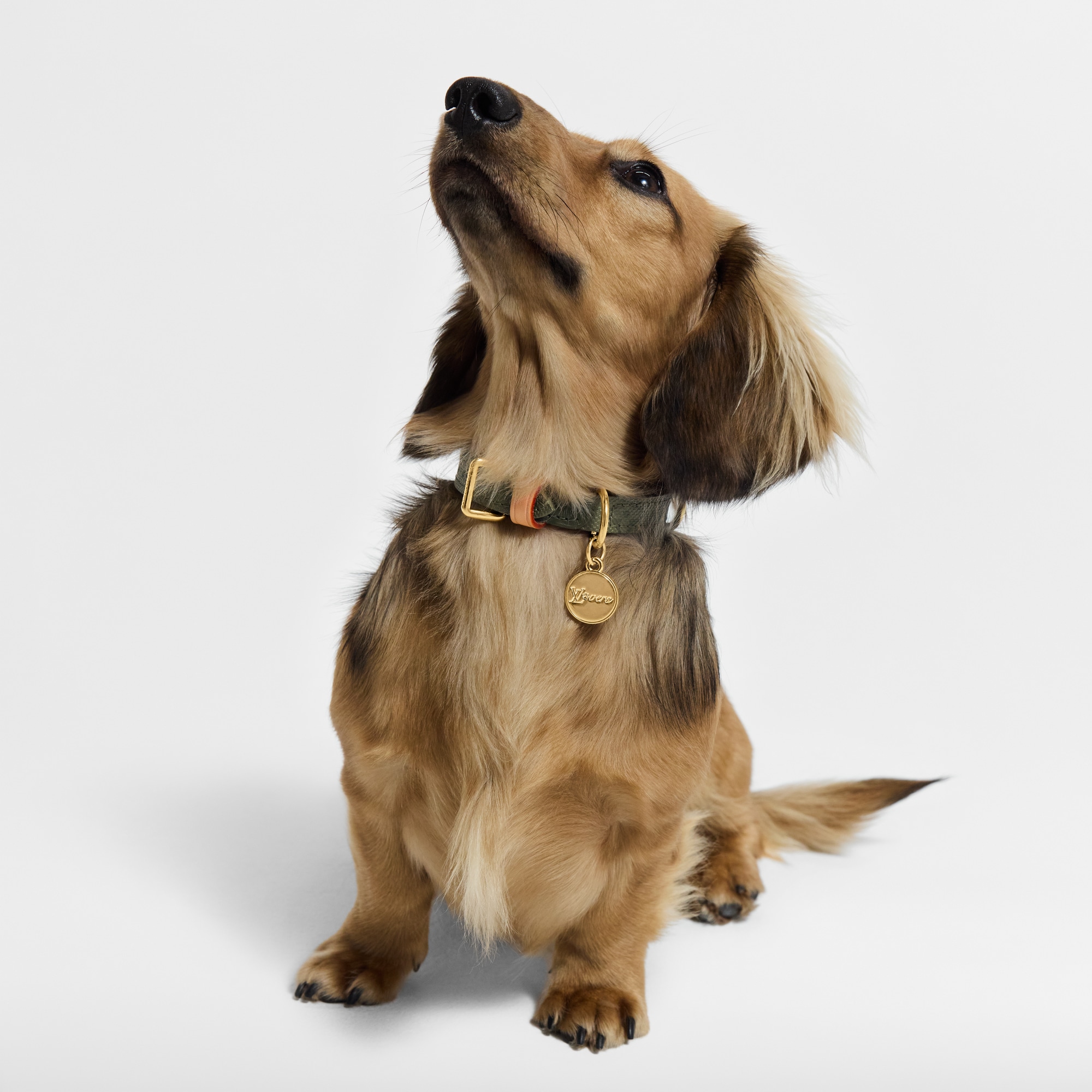 طوق الكلاب، مقاس XS S00 in الصناديق، السفر والمنزل